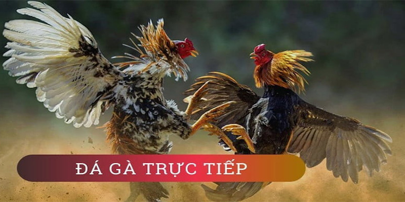 Thông Tin Chi Tiết Về Trực Tiếp Đá Gà Thomo Cho Tân Thủ